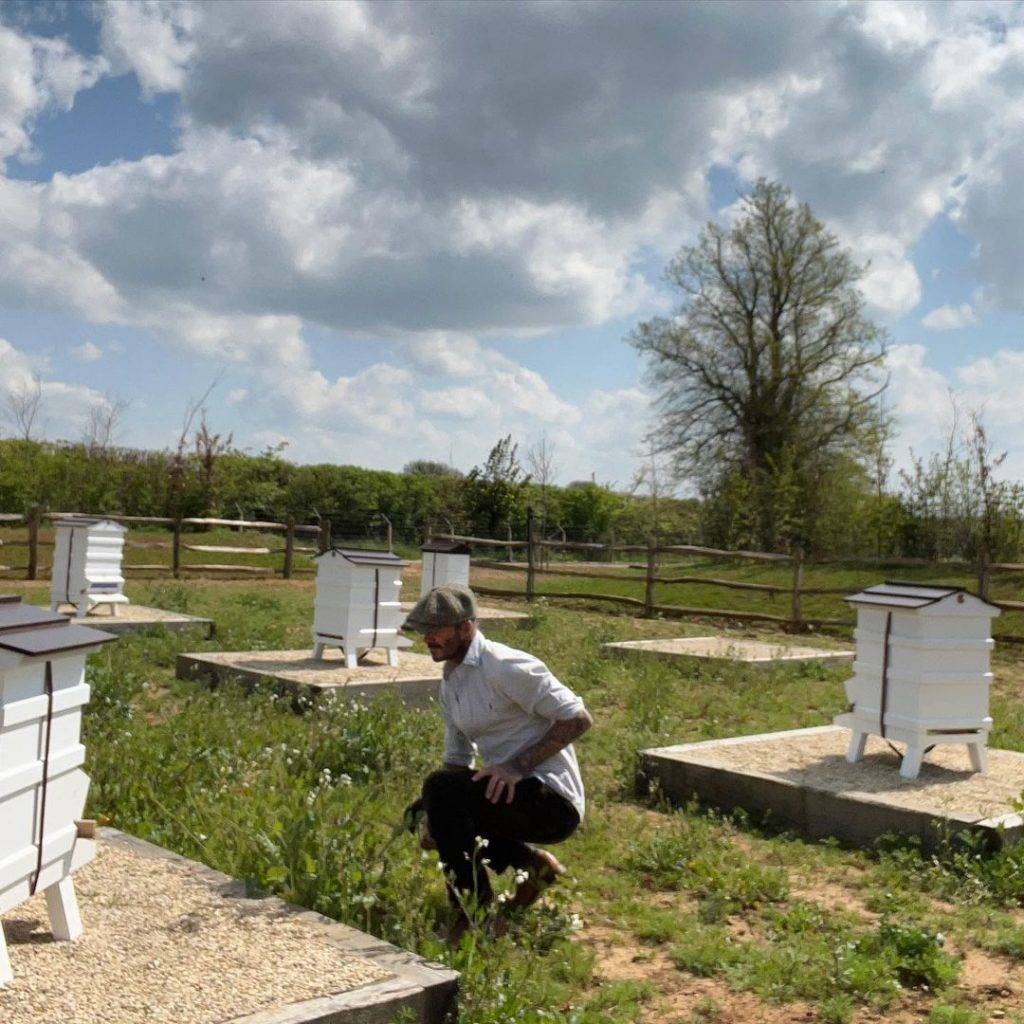 碧咸 碧咸早前在Instagram 分享他的養蜂箱，期待收獲蜂蜜。