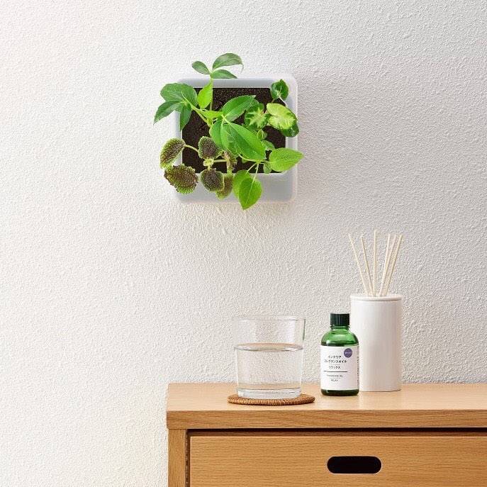 室內植物 掛牆式外殼配合無土海綿，可以橫向或直向擺放。