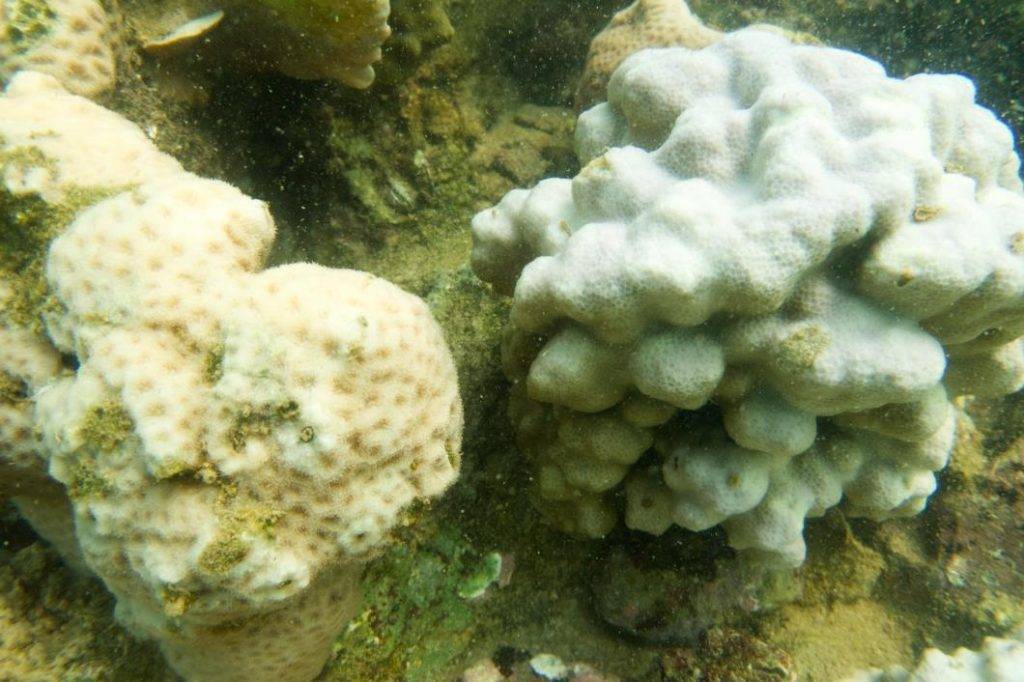海洋友善 蜂巢珊瑚左）和濱珊瑚右）都出現不同程度白化。
