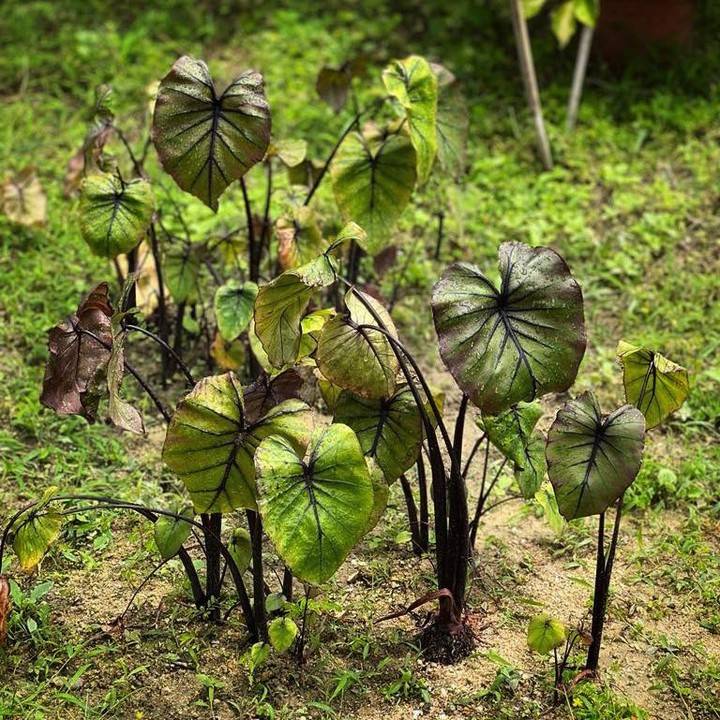 室內植物 植物在大埔林村有機種植，健康生長。