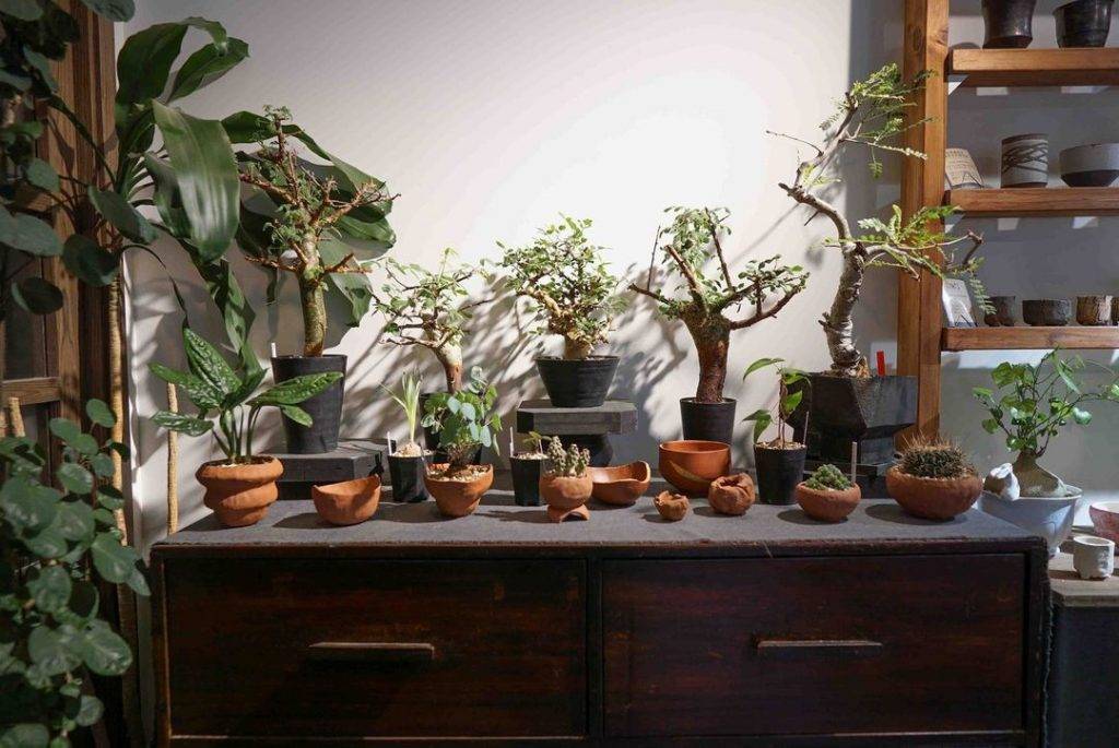 室內植物 圓嘢自家製的赤陶植木鉢系列。