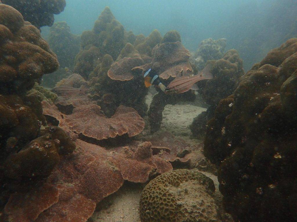 海洋友善 香港的珊瑚群落有很多海洋動植物賴以為生，常見品種包括眉魚、蝴蝶魚、石斑、海膽、海參、寶貝螺、石斑、眉魚、細鱗和笛鯛等。
