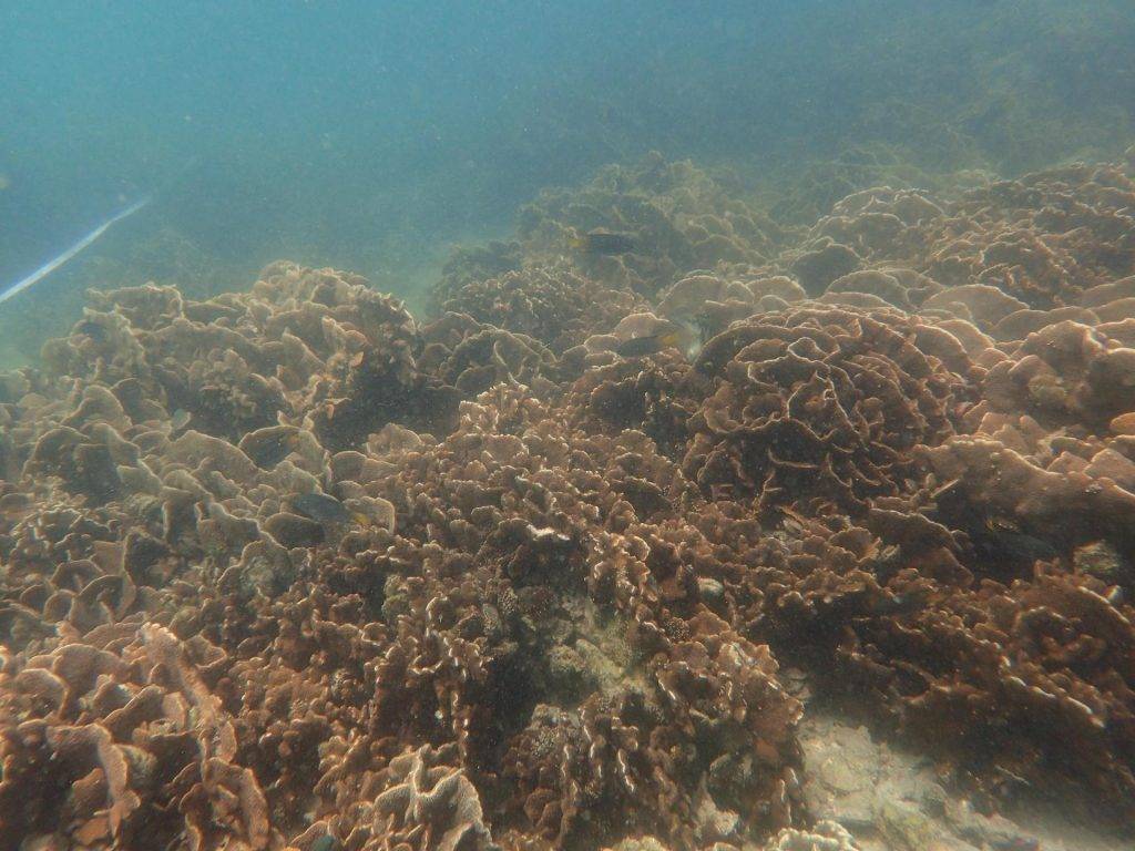 海洋友善 香港其實擁有不少珊瑚礁，東部水域是最多珊瑚生長的地方。