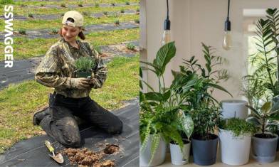 Bella Hadid也愛種植 植栽熱潮正流行 7大室內種植盆栽注意事項